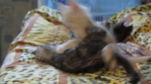 Kitten slid off battlefield.