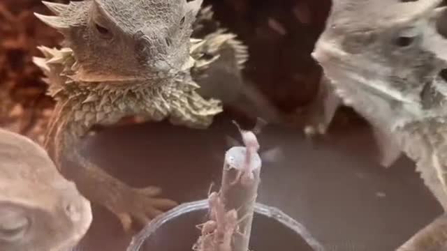 Lizard feeder with non-stop ants