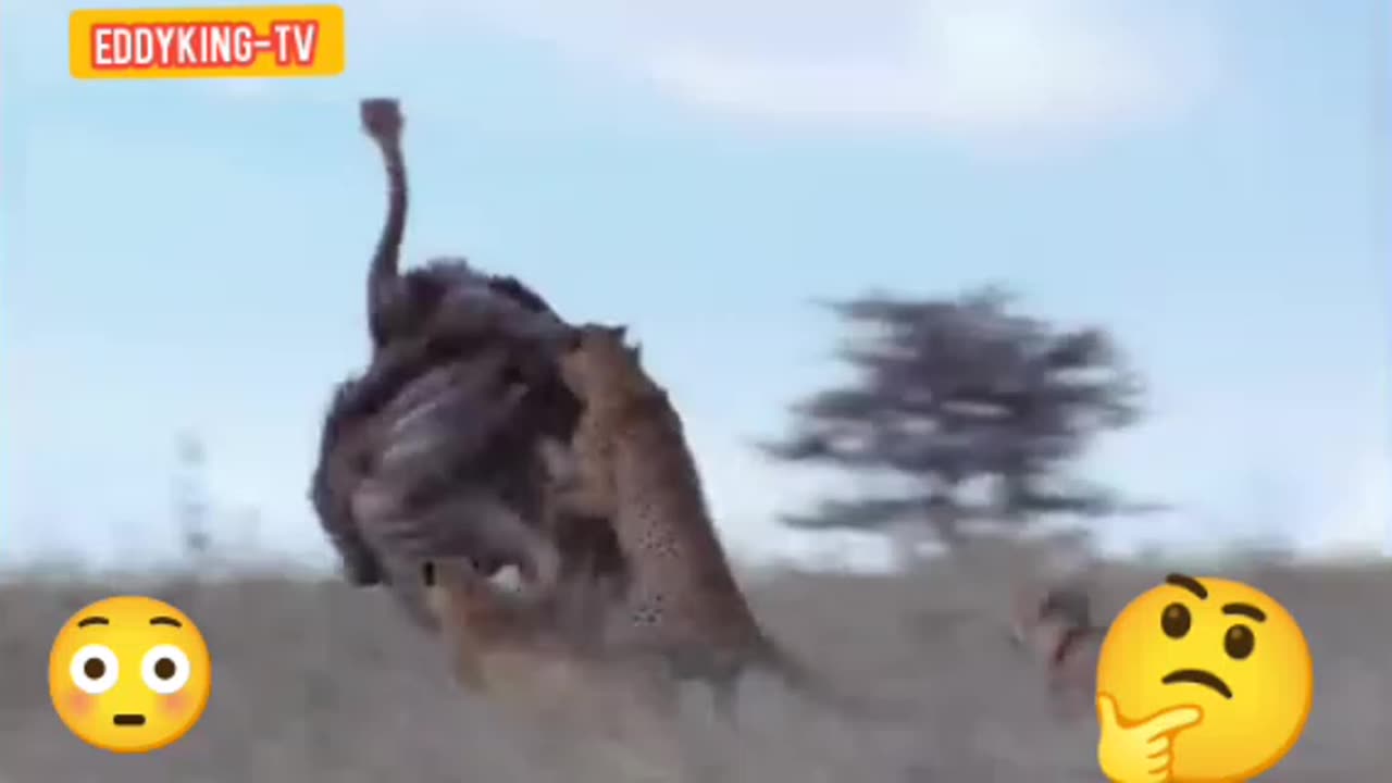 AMAZING ANIMAL-FIGHT - CHEETAHS FIGHT AGAINST OSTRICH|TREE CHEETAHS ON A VERY BIG OSTRICH