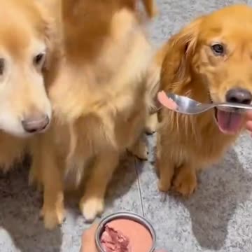 Entertainment dogs video for 2024