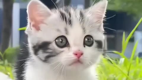 Cat 🐈 cute