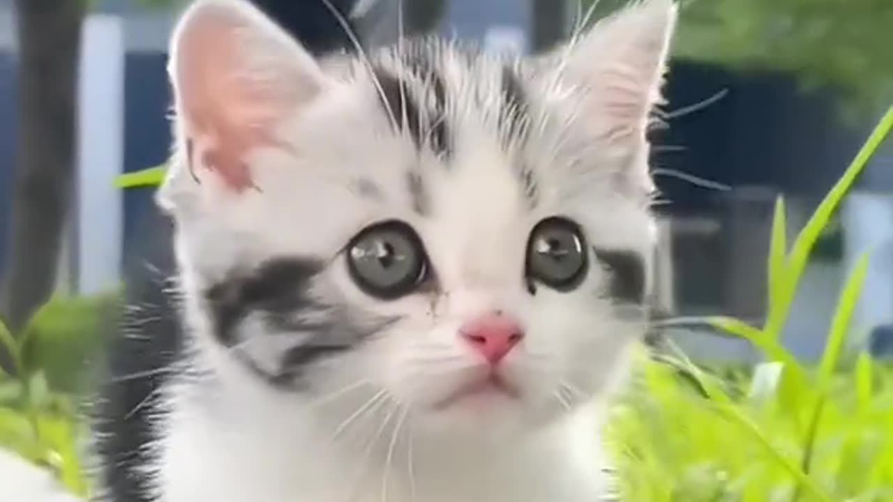 Cat 🐈 cute