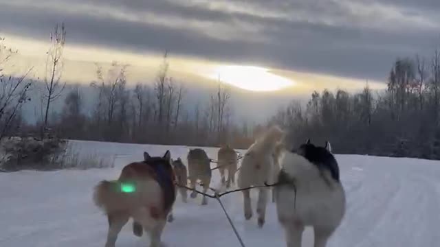 Husky Dog Sledding & Mushing Experience in November 2022 in Fairbanks, Alaska