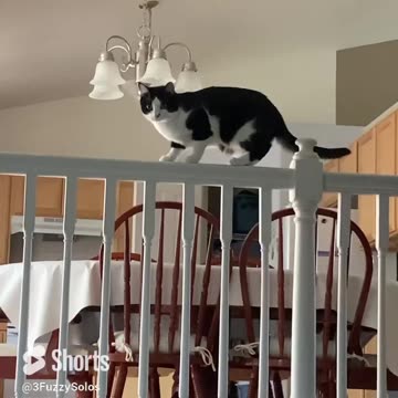 Leia Stalking a fly #CatHuntress