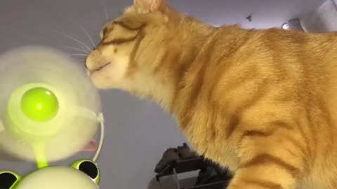 Cat's confusing behavior,