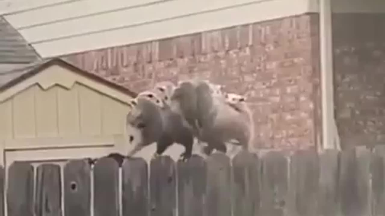 When The Claver Mouse Crosses The Difficult Road . Mouse Funny Video