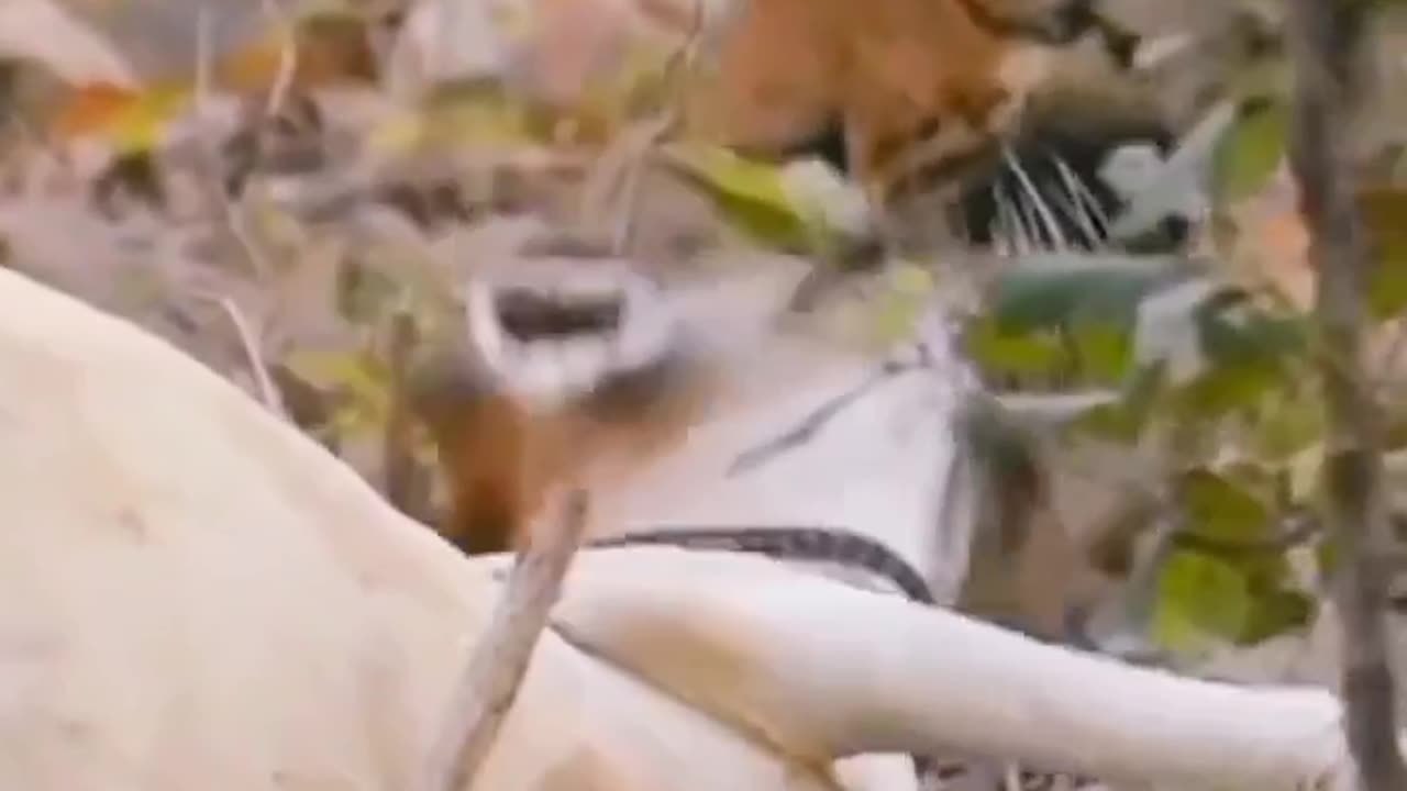 Tiger pulled a cow