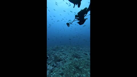 Scuba divers get extremely excited about humpback whales