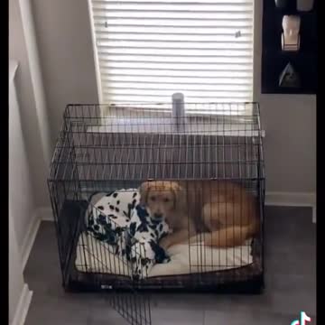 GOLDEN RETRIEVER HAVING HIS SWEET DALMATIAN PARTNER.mp4