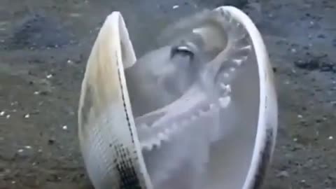 This is a beautiful and charming water-dwelling species