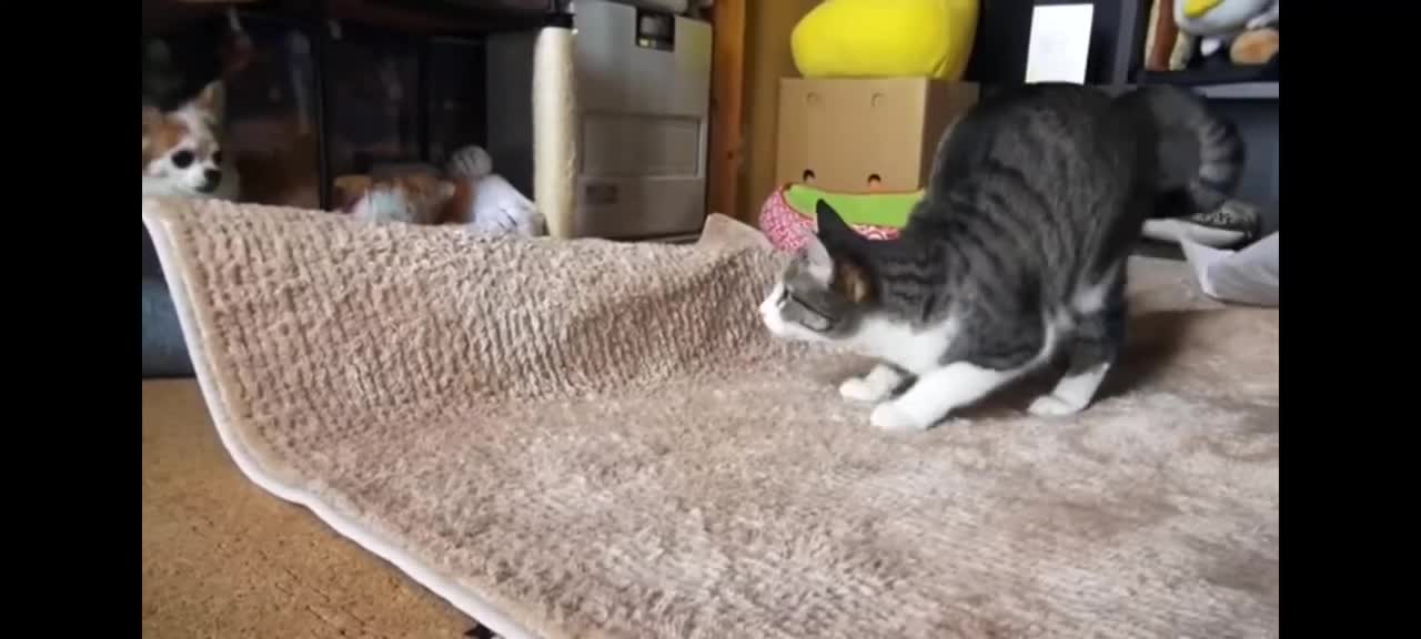 Cat wiggle