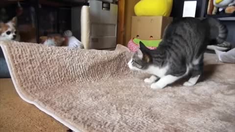 Cat wiggle