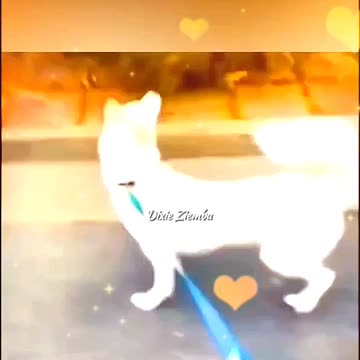 When you finally spot your crush, but things don't go as planned 🐶