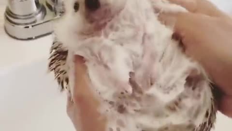 Hedgehog being washed is cute. Sonic the Hedgehog