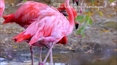 The beauty of flamingos