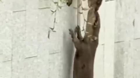 How Can Marmots cross this Wall