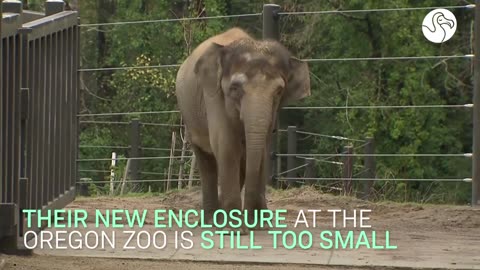 4 Acres Is Nothing To An Elephant