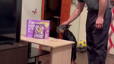 Clever Dog Deceives Test of Patience