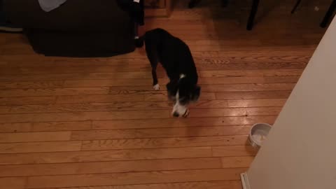 THROW THE BALL AGAIN AND AGAIN PLEASE !
