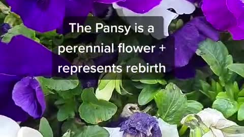 Pansy flower properties