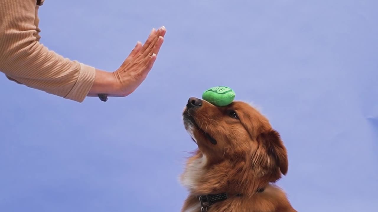 Best dog training practices
