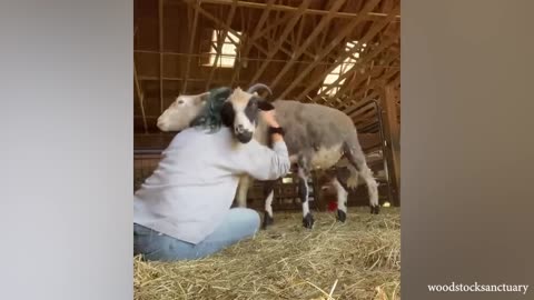 Animals Showing True And Unconditional Love to Human - Cute Animal Video