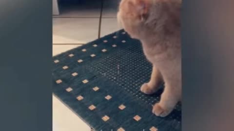 Funniest animal moments