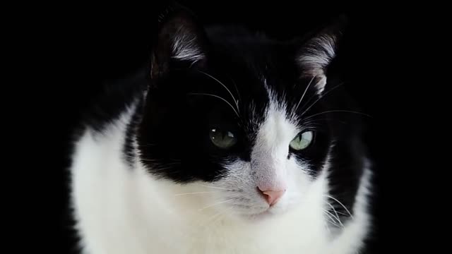 Black and white cat