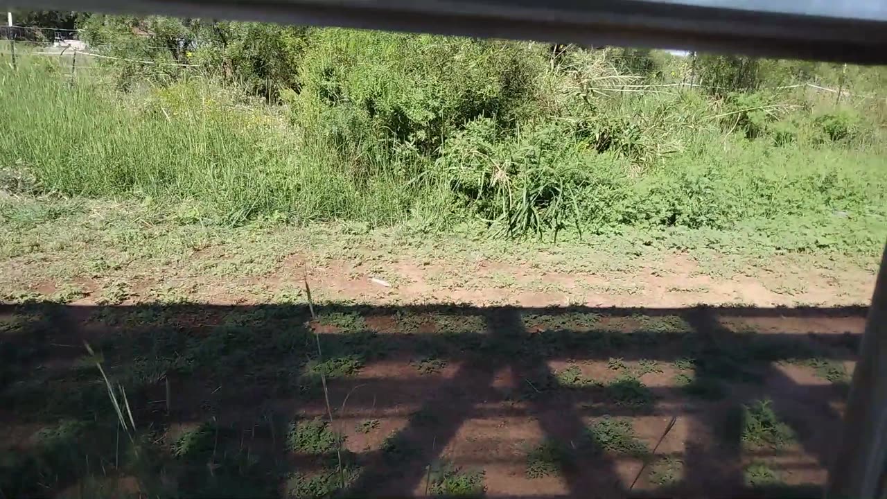 Replacing Window Glass Pane in The Greenhouse