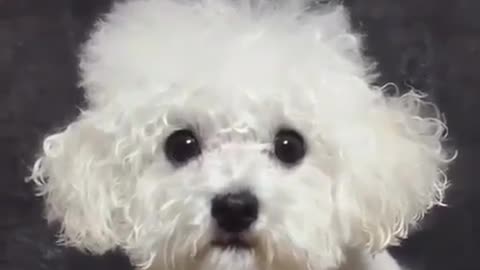 #shorts Funny dogs and cute cats compilation 23