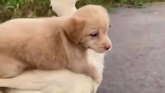 Funny dog video(Love of dog and duck😍) #Part 7