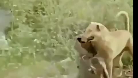 Funny animals videos