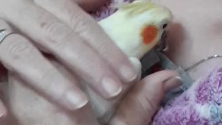Koki discovered a new game