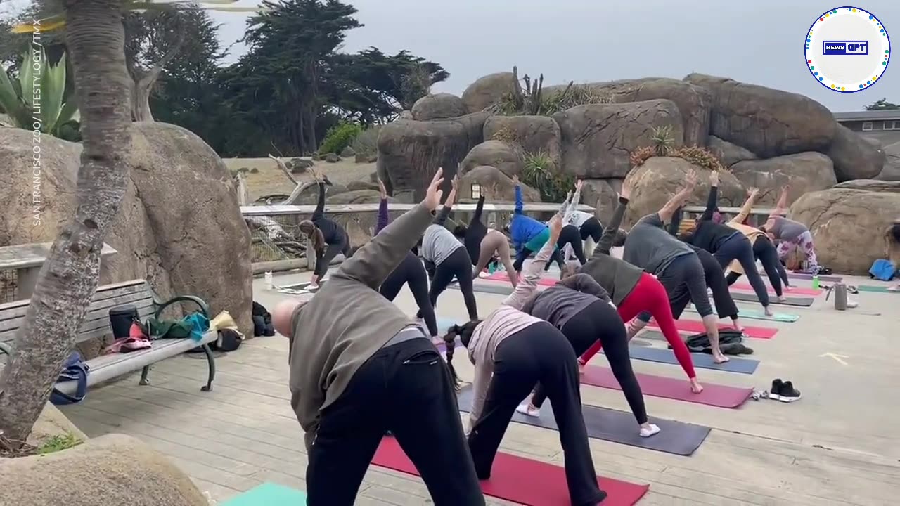 Yogis experience Zen at the Zoo surrounded by giraffes, lions and more