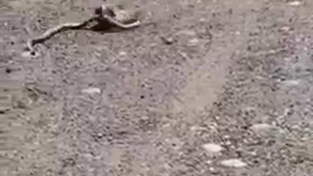 Rabbit Battles With Snake Until It Slithers Away From Their Territory