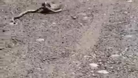 Rabbit Battles With Snake Until It Slithers Away From Their Territory