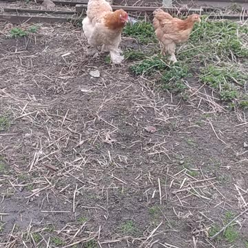 Shy chickens run away ;-)