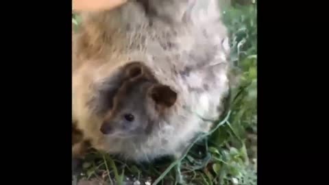 smart animals