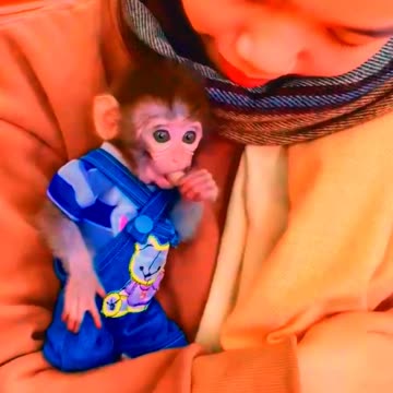Adorable Monkeys, monkey, pets, smartest animals, cute monkey, baby monkey #29