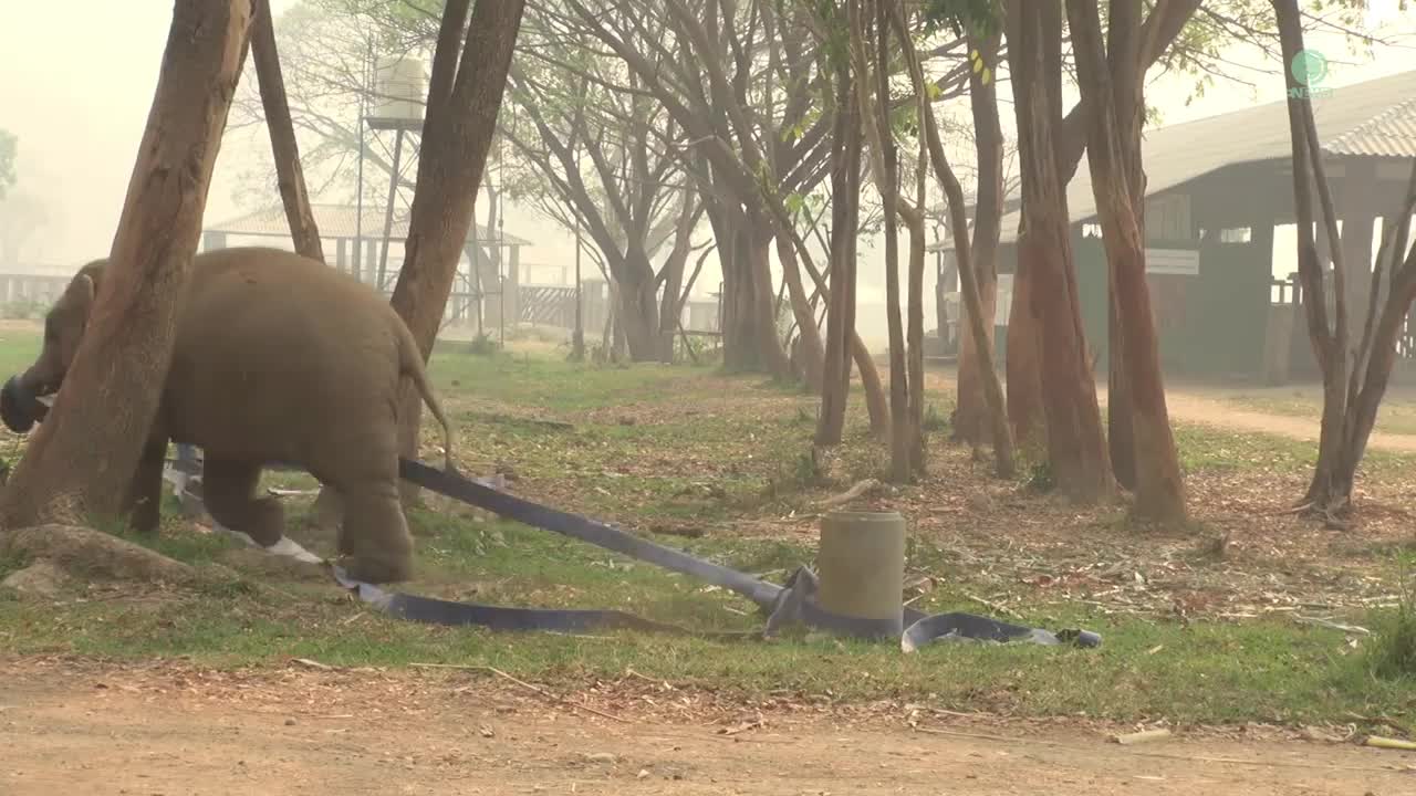 Happy 3rd birthday to baby elephant Navann - ElephantNews (1)