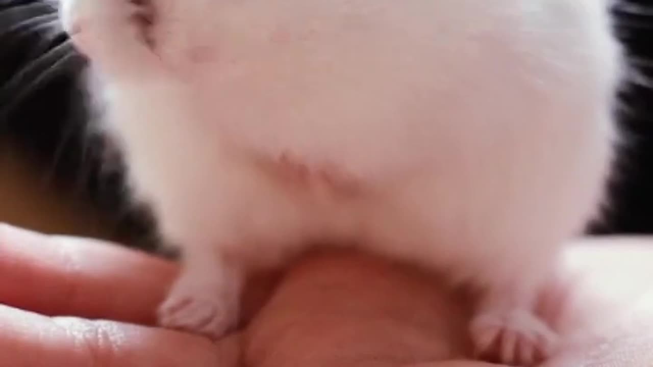 Cute Hamster Funny Video Cute Animal Funny Videos Cute White Rat Cleaning His Mouth #shorts