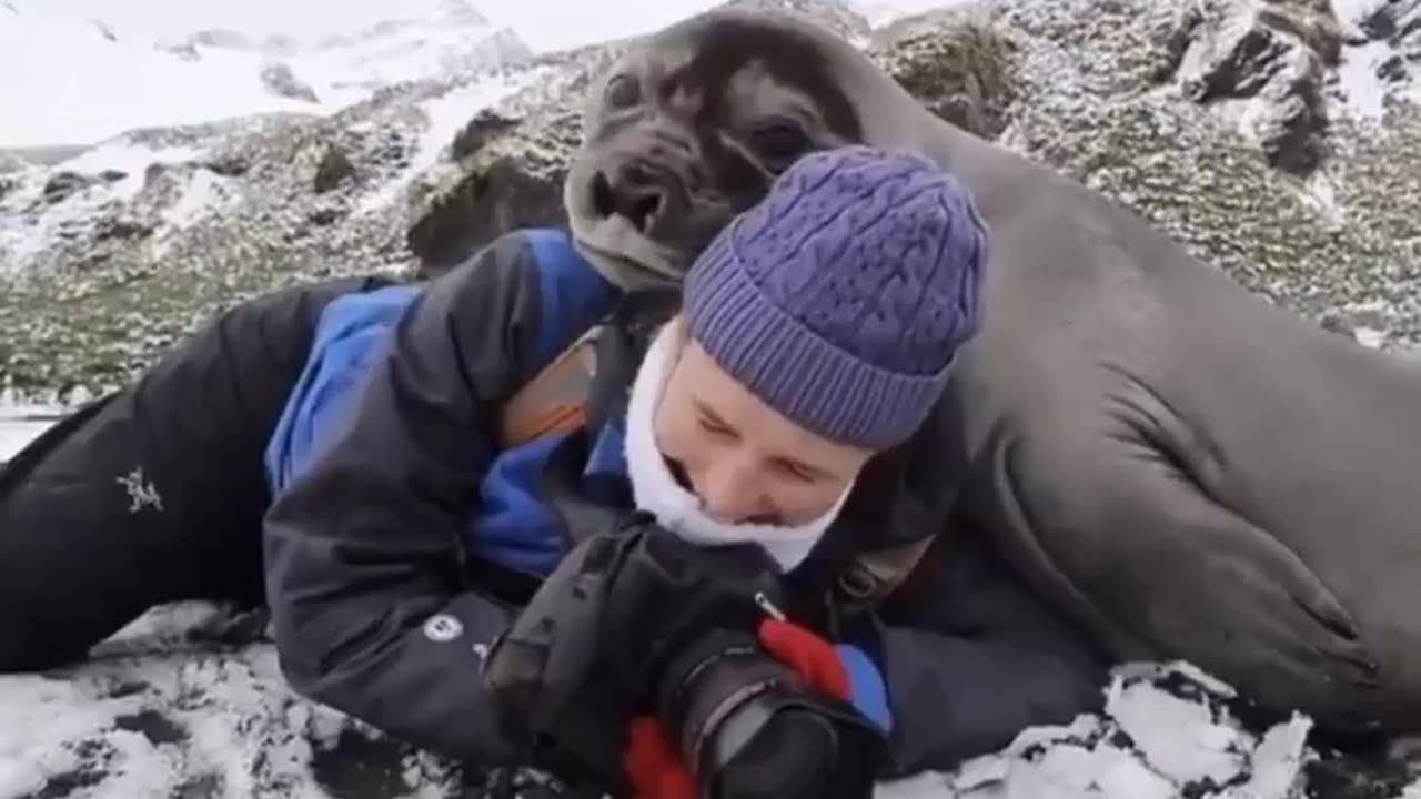 Elephant seal pup decides to flop on over and give photographer a hug