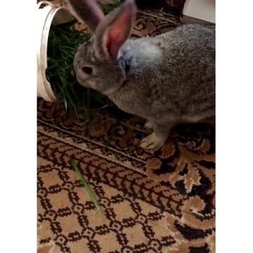 My rabbit is eating grass