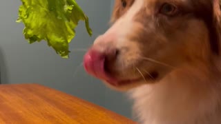 Cooper the Australian Shepherd Doesn't Like Salad