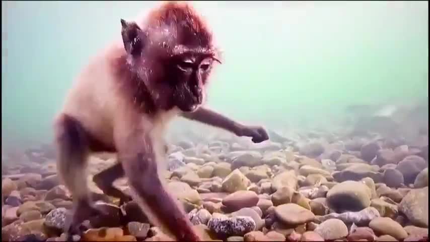 Monkeys under pain