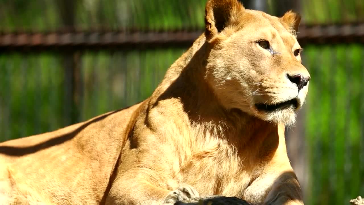 lioness taking a sun bath