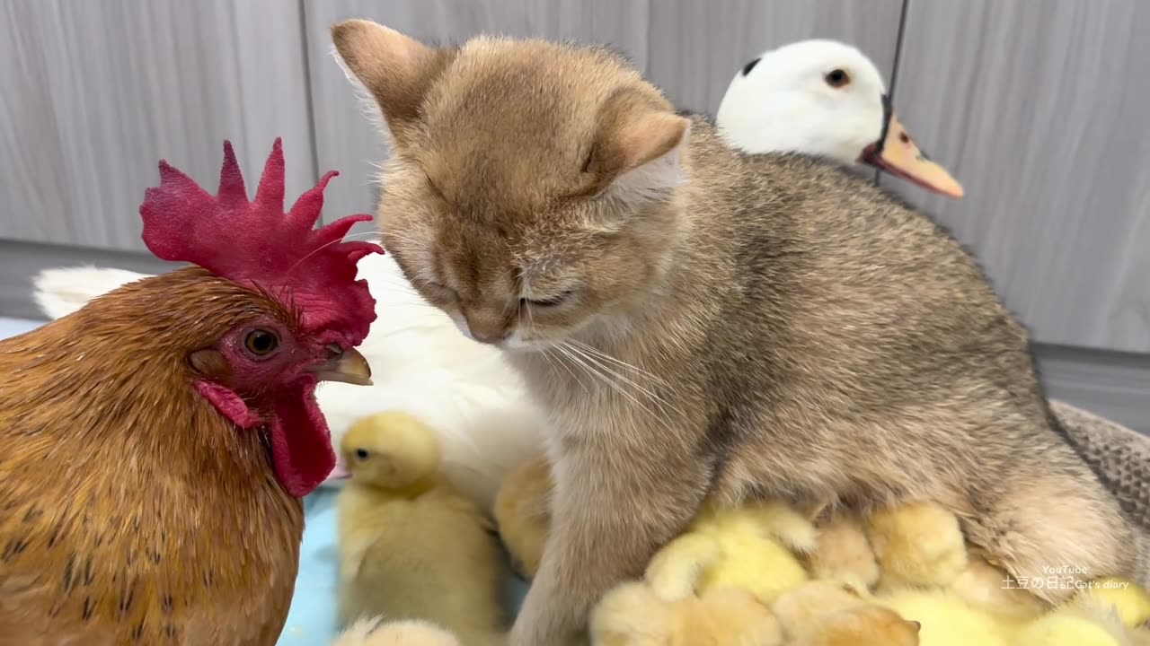 The cat who loves chickens and ducklings the most in the world.(part 101)