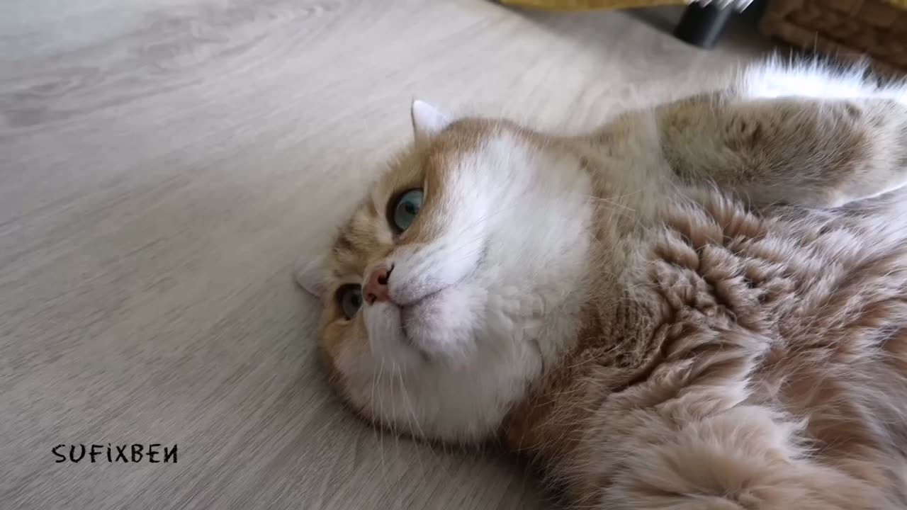 Funny cat massage - Relax 😂❤️