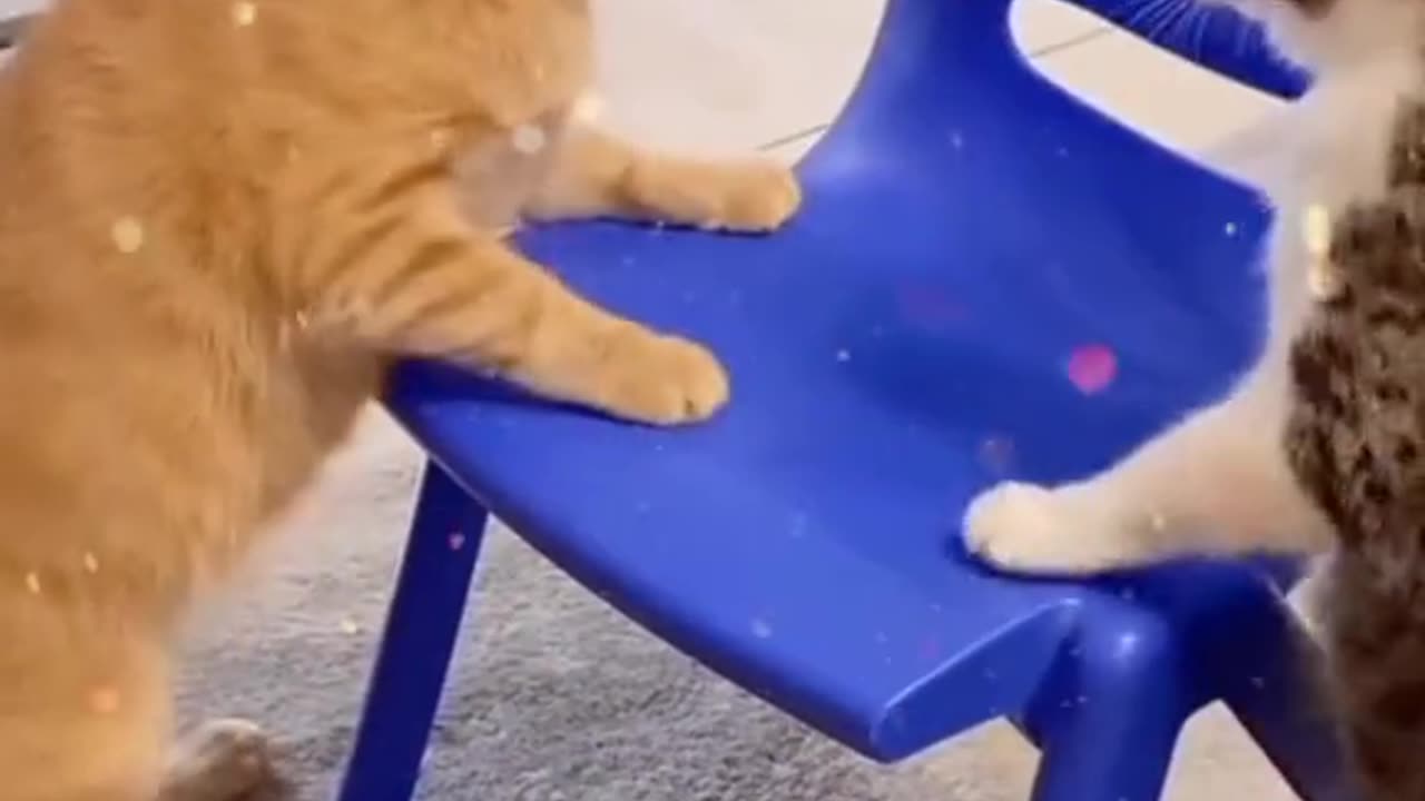 Two cats are fighting.
