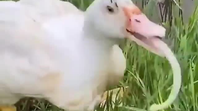 Funny the duck eats the snake for lunch